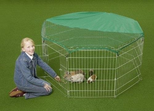 Rabbit guinea pig - /,