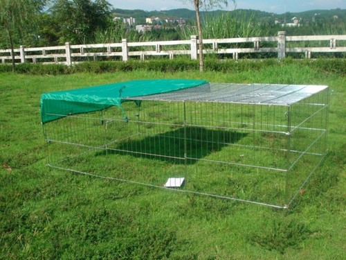Rabbit guinea pig chicken duck - pig,